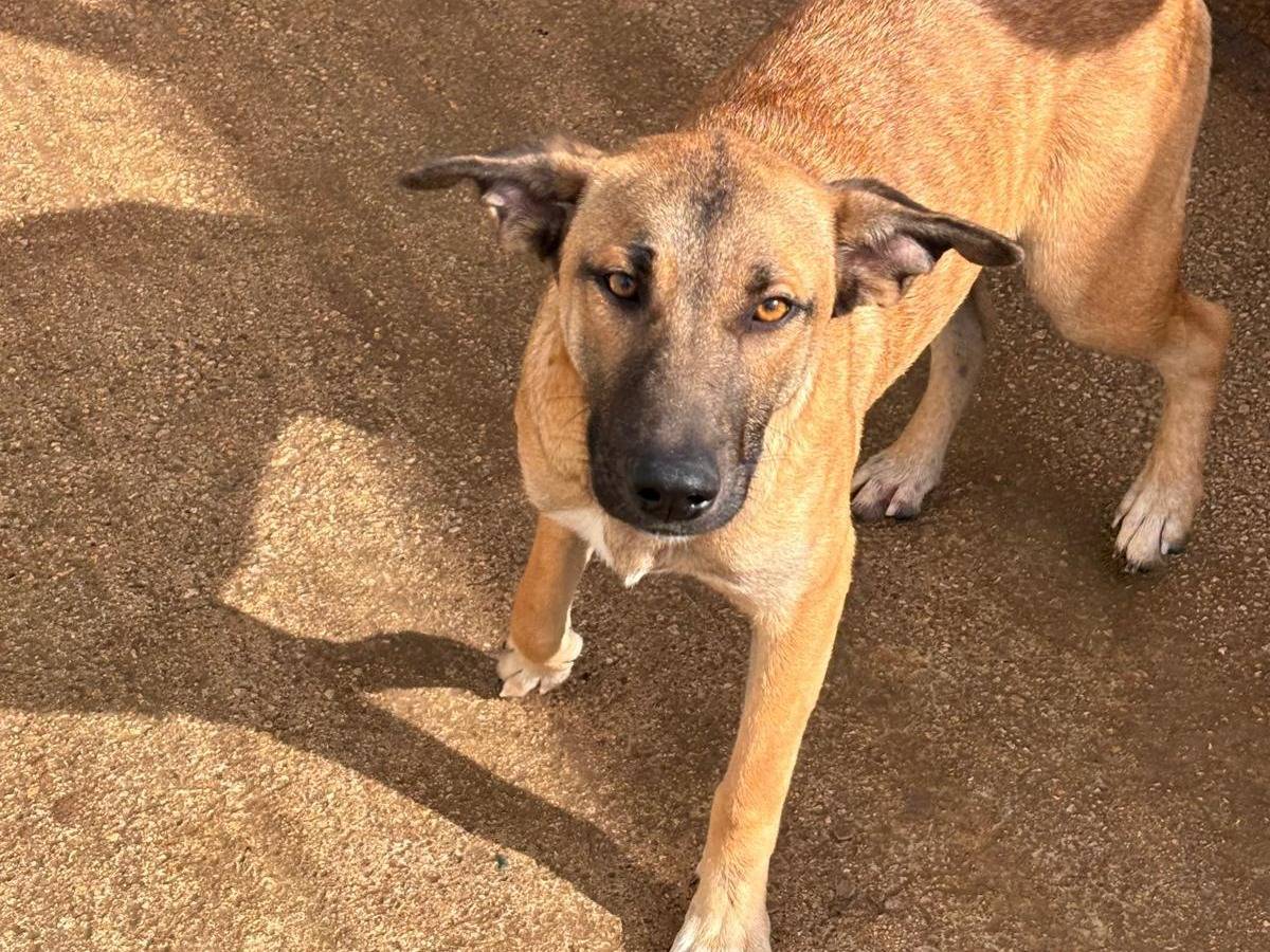 Adotta un cane, taglia media, femmina, Ragusa