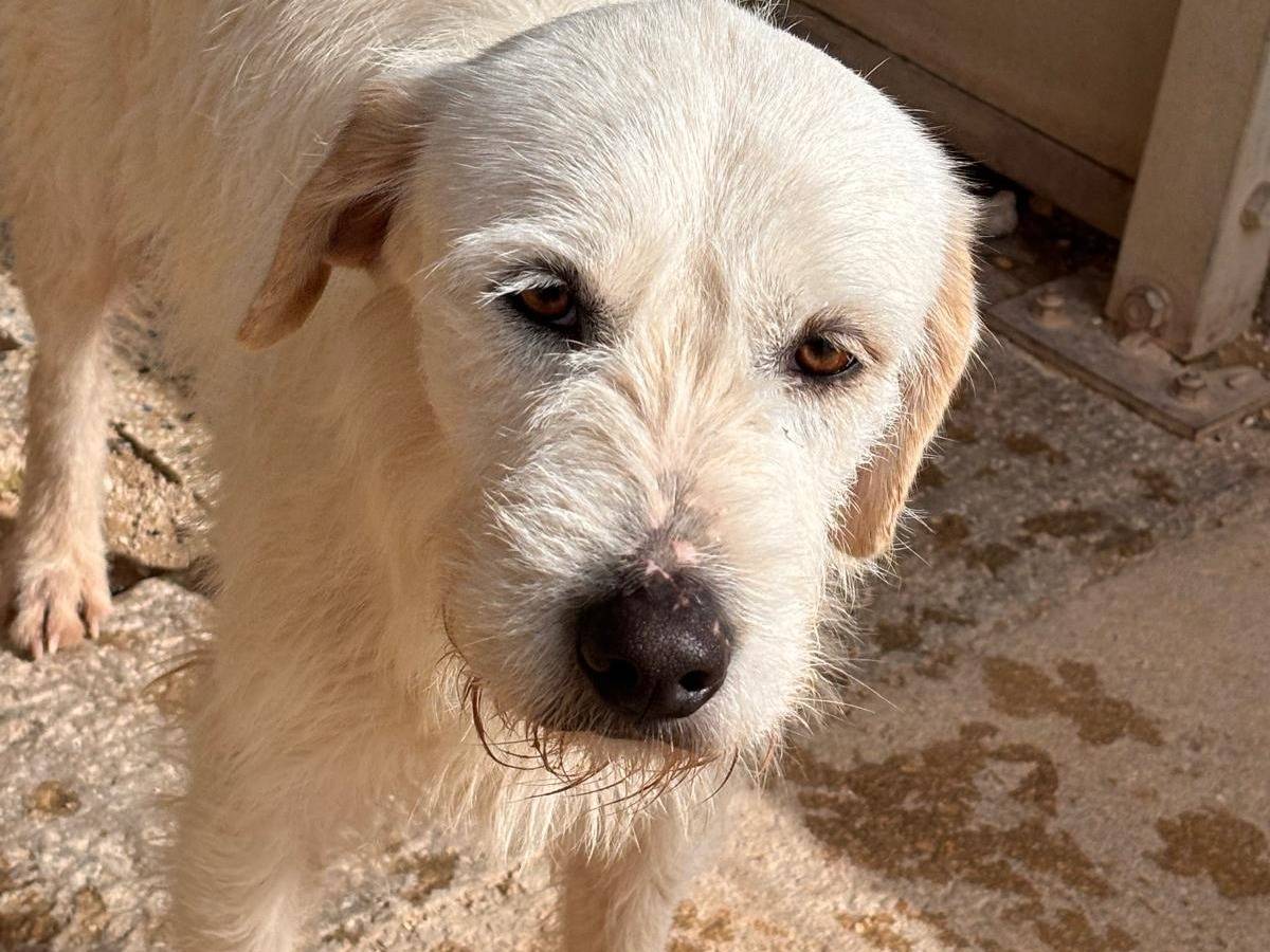 Adozione cane, maschio, Spinone Razza sconosciuta, 2 anni e 1 mese, taglia media, Ragusa
