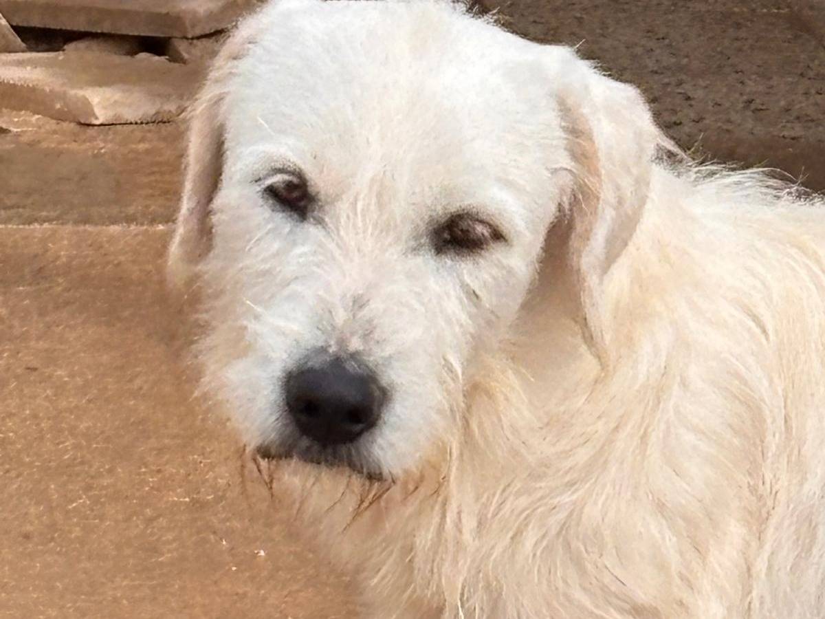 Adotta un cane, maschio, 2 anni e 1 mese, Ragusa