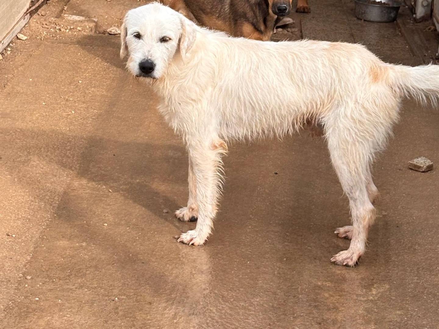 Adotta un cane, taglia media, maschio, Ragusa