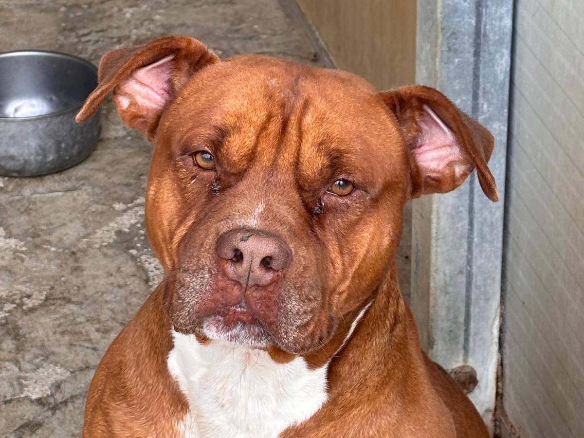 Adozione cane, maschio, Pitbull Razza sconosciuta, 3 anni e 2 mesi, taglia grande, Ragusa