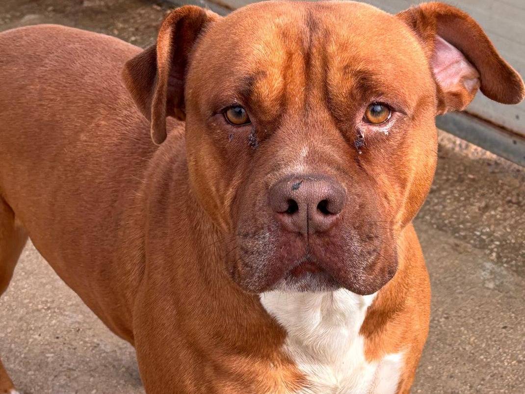 Adotta un cane, maschio, 3 anni e 2 mesi, Ragusa