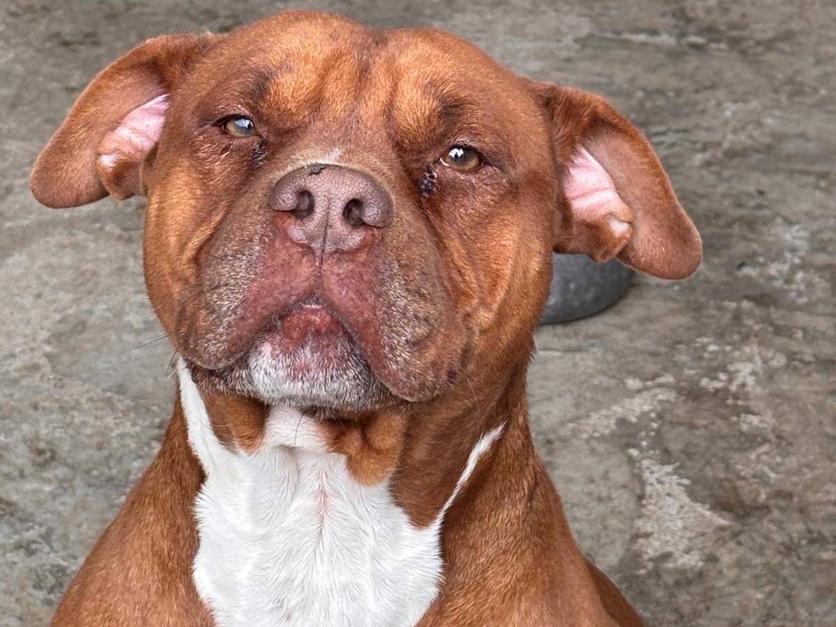 Adotta un cane, taglia grande, maschio, Ragusa