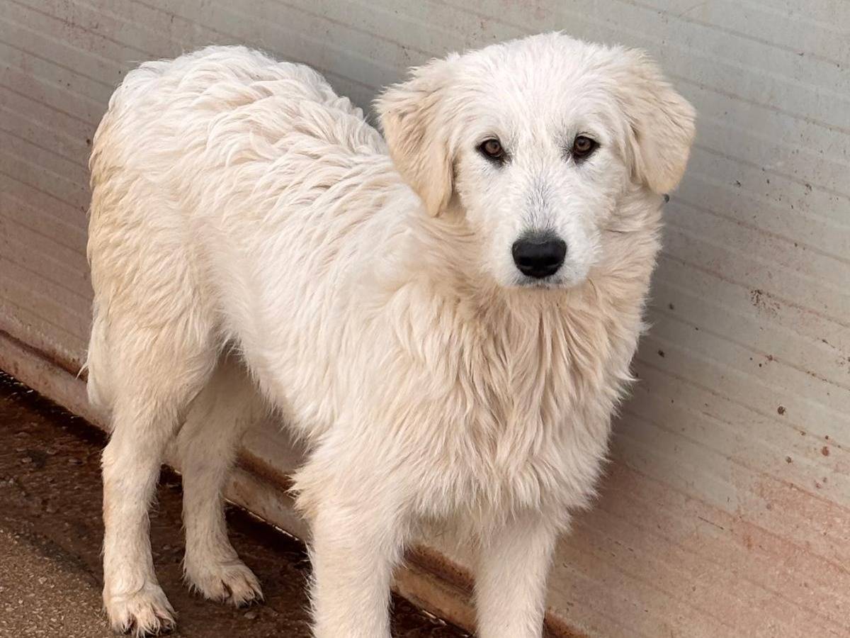 Adozione cane, femmina, Pastore maremmano Razza sconosciuta, 1 anno e 2 mesi, taglia media, Ragusa