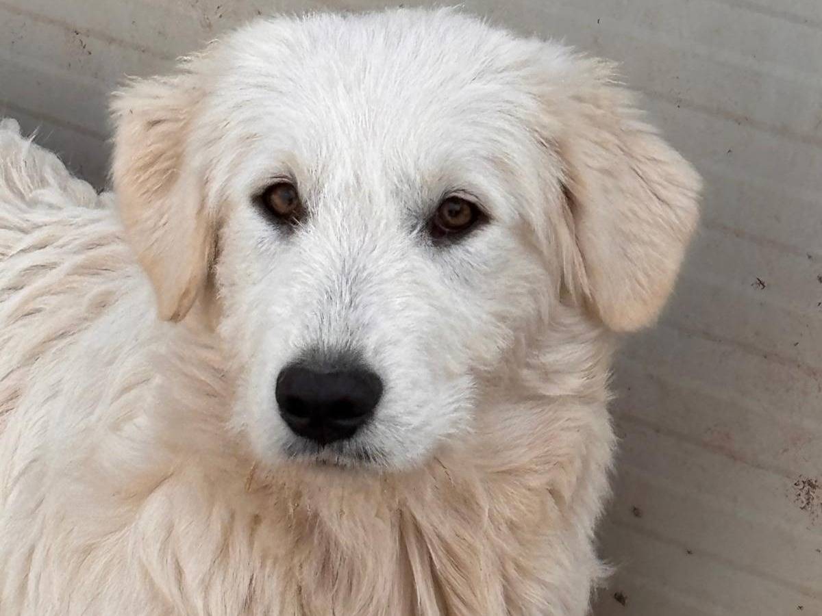 Adotta un cane, femmina, 1 anno e 2 mesi, Ragusa