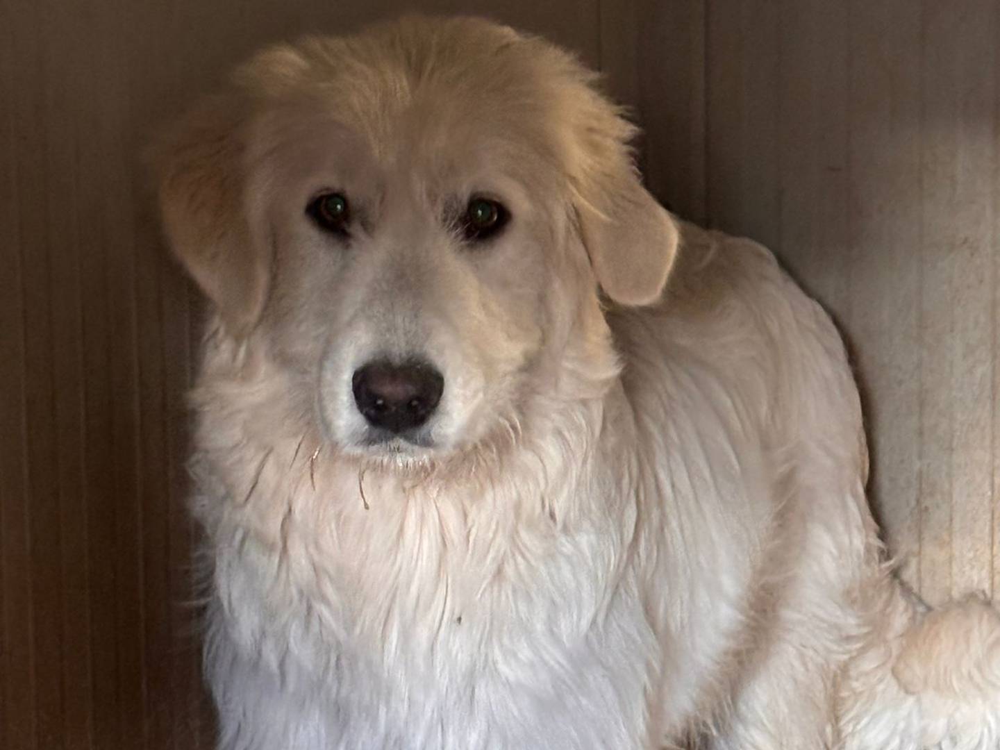 Adotta un cane, taglia media, femmina, Ragusa