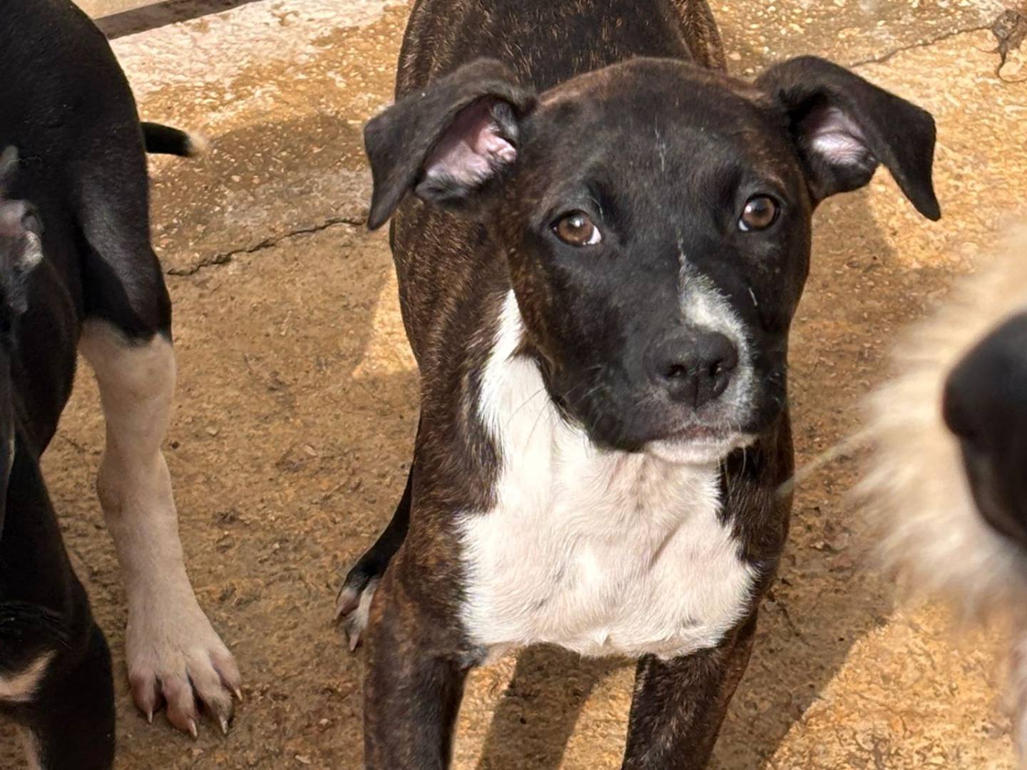 Adotta un cane, maschio, 3 mesi, Ragusa