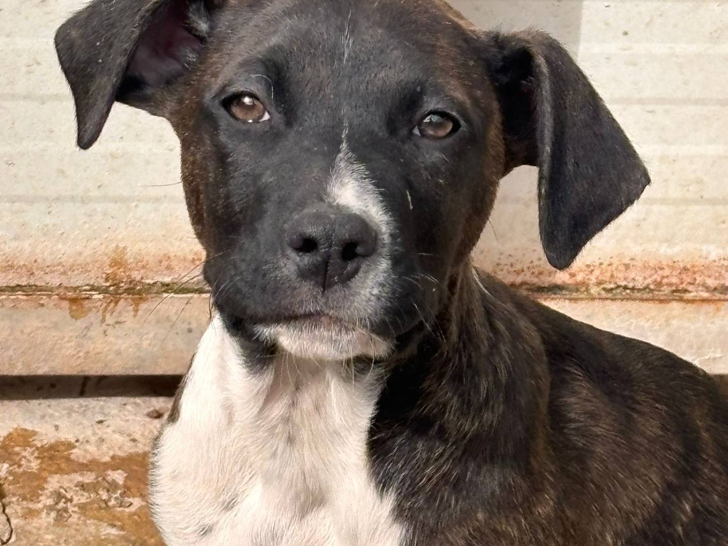 Adotta un cane, taglia media, maschio, Ragusa