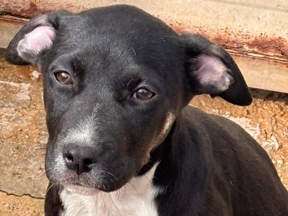 Adozione cane, femmina, Pitbull Razza sconosciuta, 3 mesi, taglia media, Ragusa