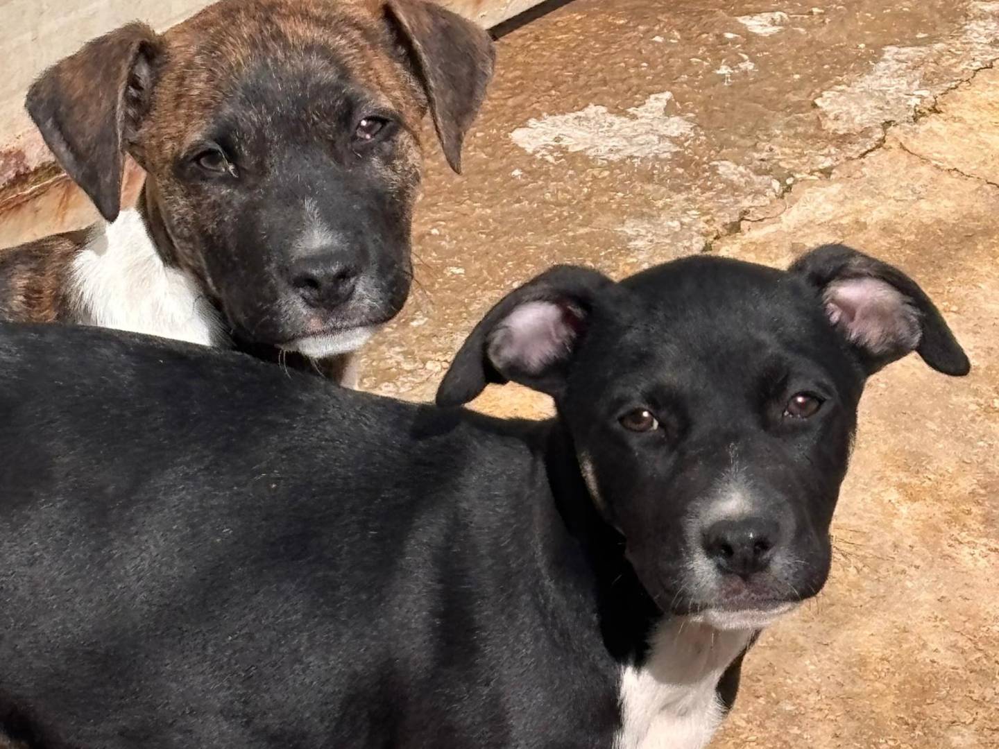 Adotta un cane, femmina, 3 mesi, Ragusa