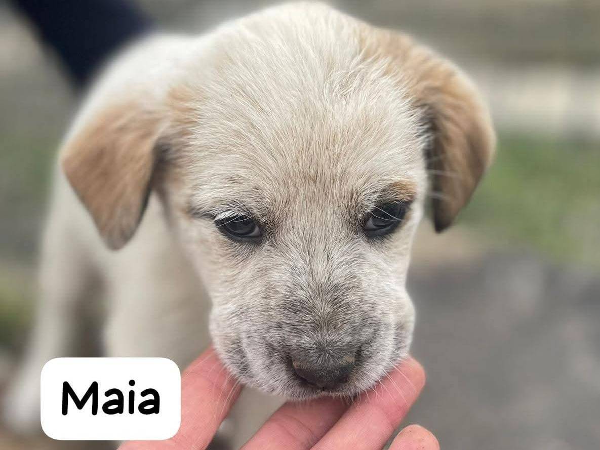 Adozione cane, femmina, Razza sconosciuta Razza sconosciuta, 2 mesi, taglia media, Frosinone