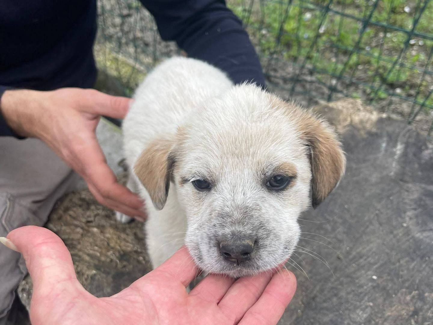 Adotta un cane, femmina, 2 mesi, Frosinone