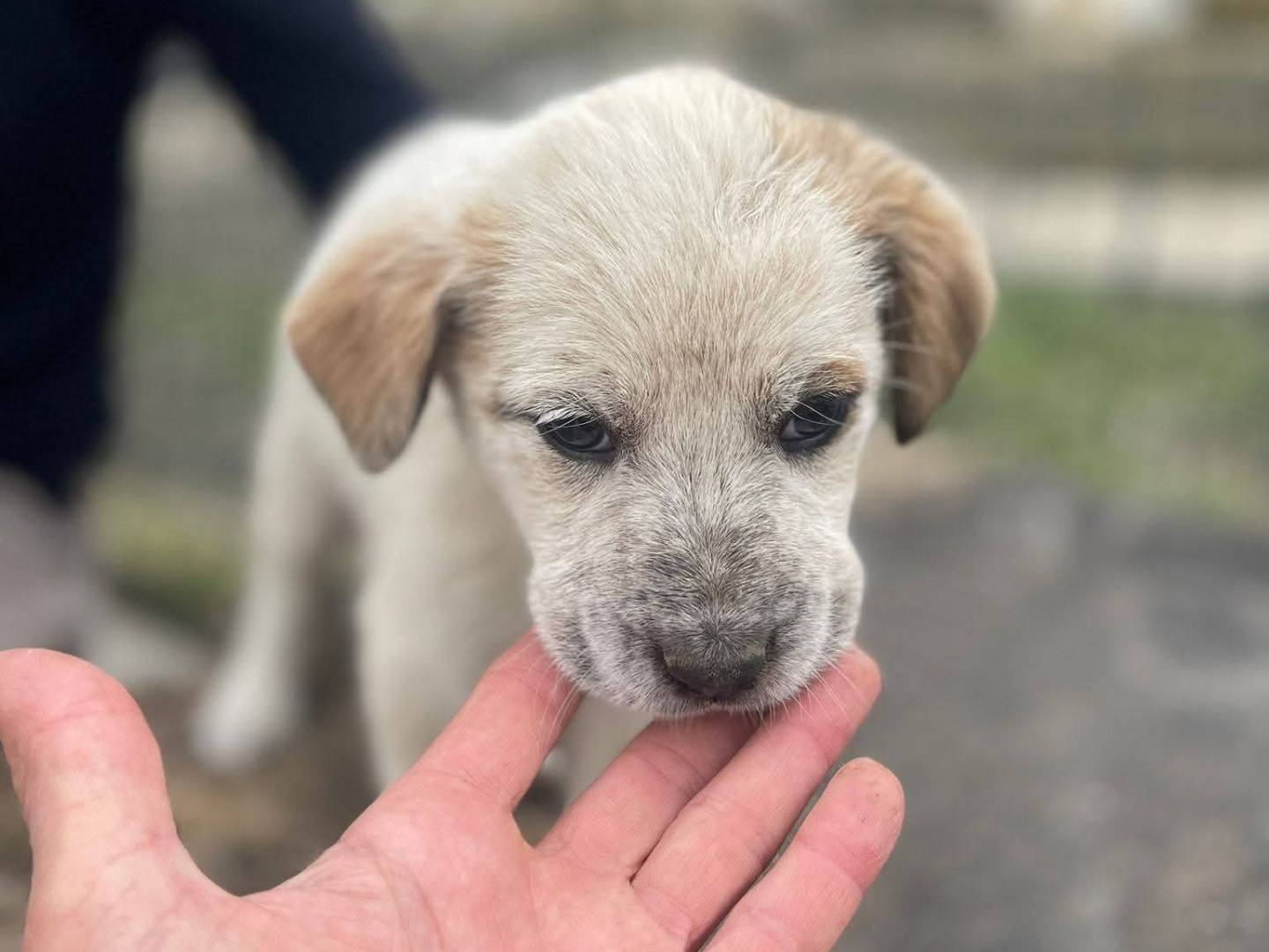 Adotta un cane, taglia media, femmina, Frosinone