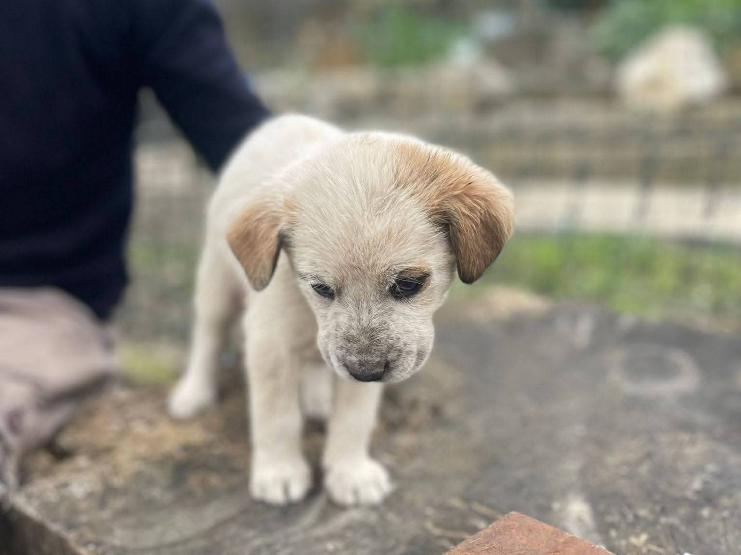 Vuoi adottare un cane a Frosinone?