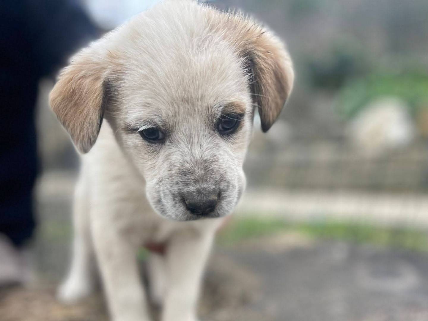 Adotta il cane Maia a Frosinone