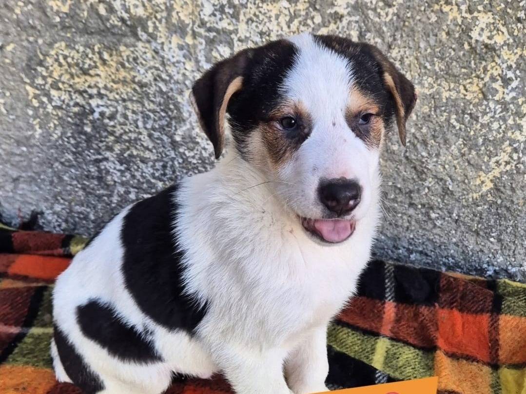 Adozione cane, maschio, Razza sconosciuta Razza sconosciuta, 4 mesi, taglia media, Potenza