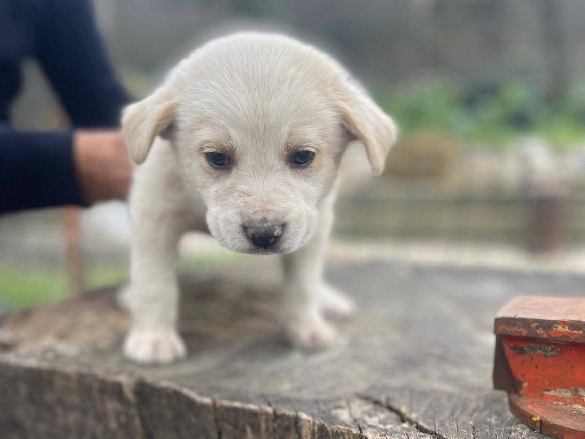 Adozione cane, maschio, Razza sconosciuta Razza sconosciuta, 2 mesi, taglia media, Frosinone