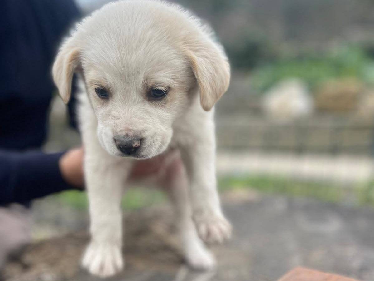 Adotta un cane, maschio, 2 mesi, Frosinone