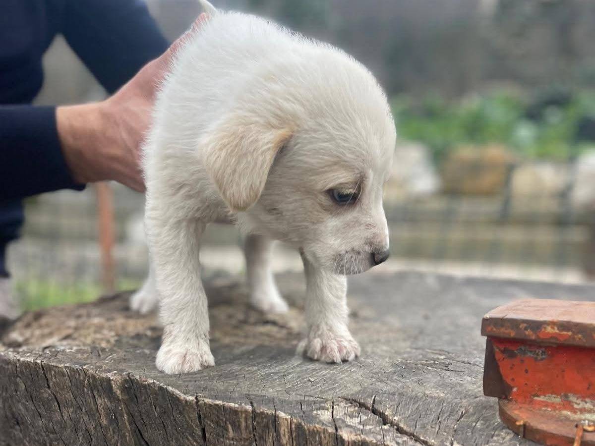 Adotta un cane, taglia media, maschio, Frosinone