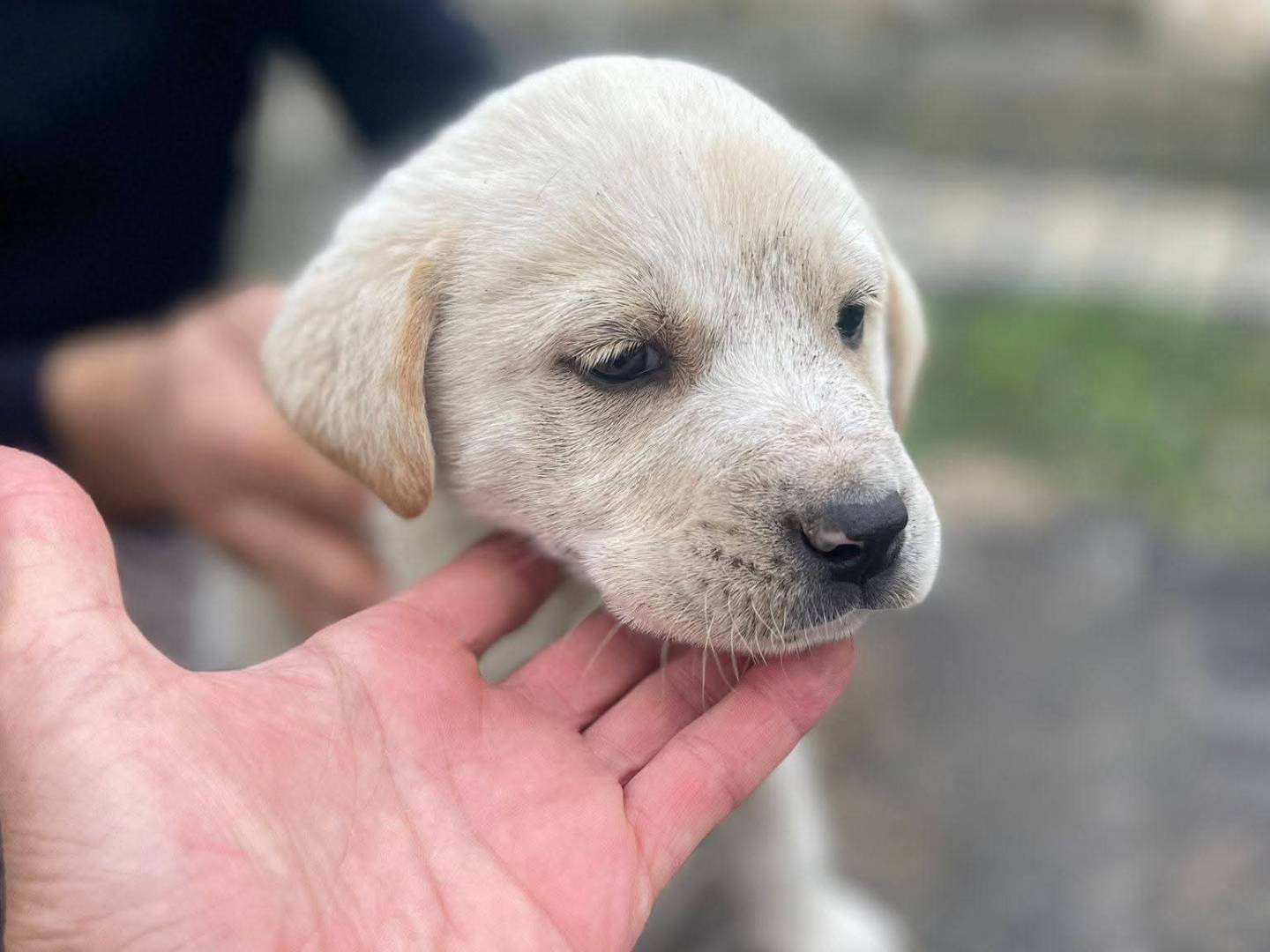 Vuoi adottare un cane a Frosinone?
