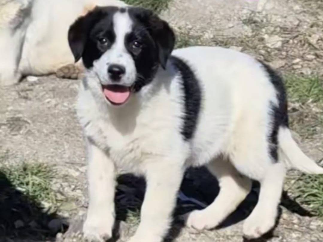 Adozione cane, femmina, Razza sconosciuta Razza sconosciuta, 4 mesi, taglia grande, Potenza