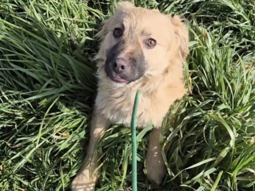 Adozione cane, maschio, Razza sconosciuta Razza sconosciuta, 5 mesi, taglia media contenuta, Potenza