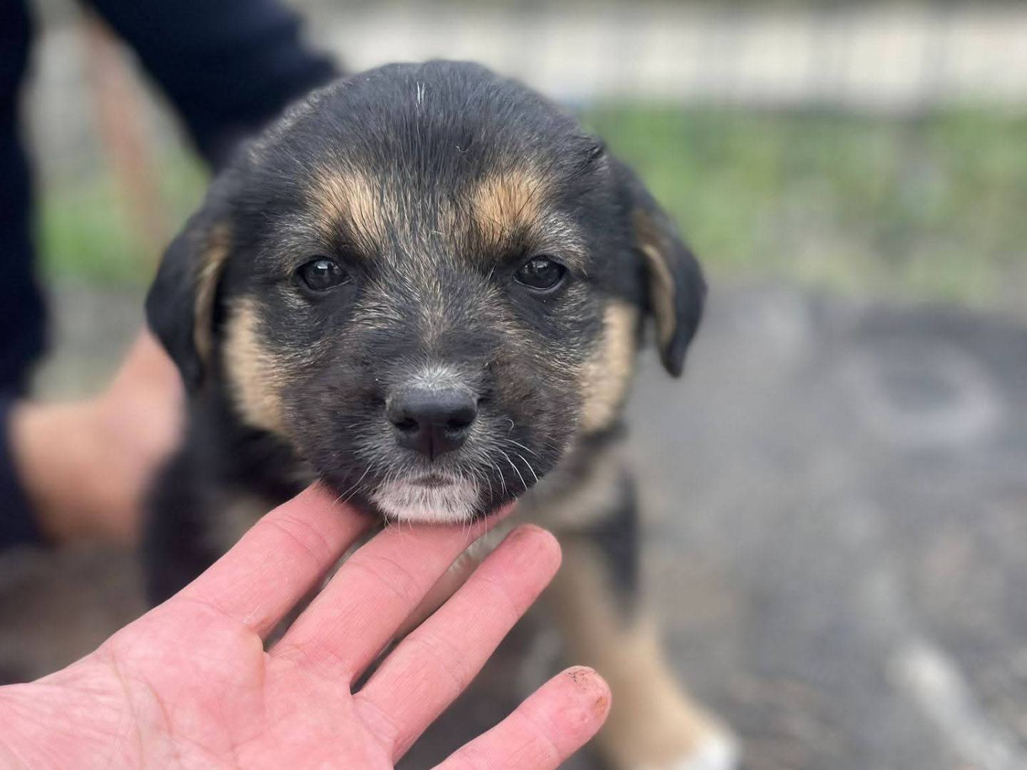 Adotta un cane, maschio, 2 mesi, Frosinone