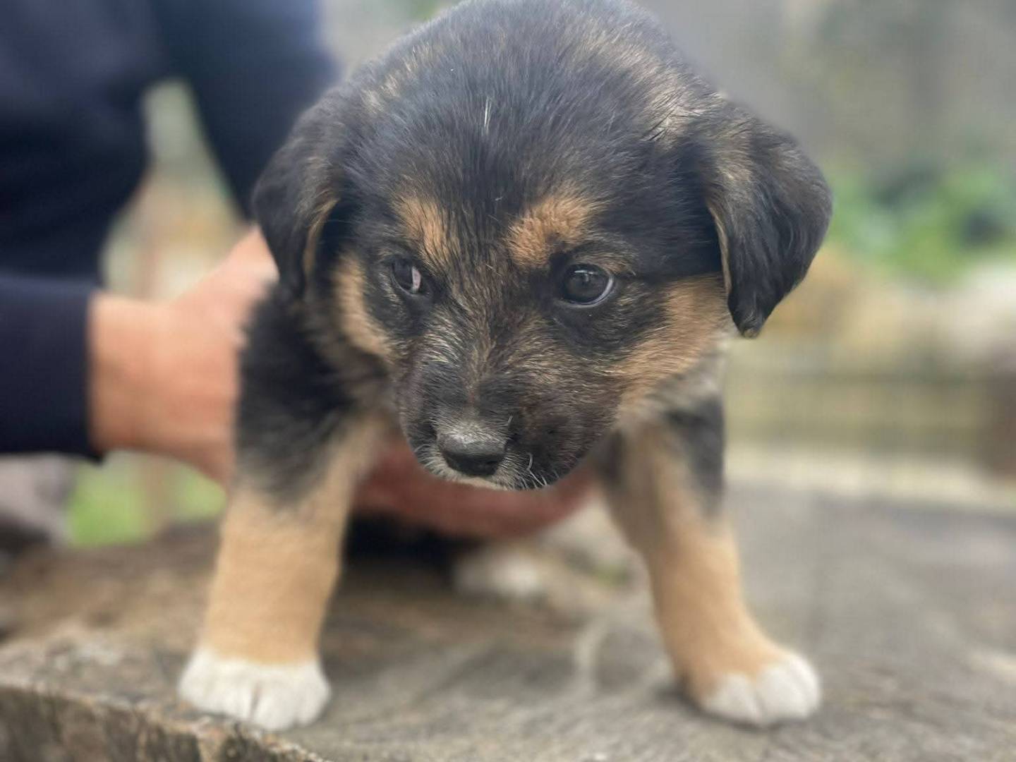Adotta un cane, taglia media, maschio, Frosinone