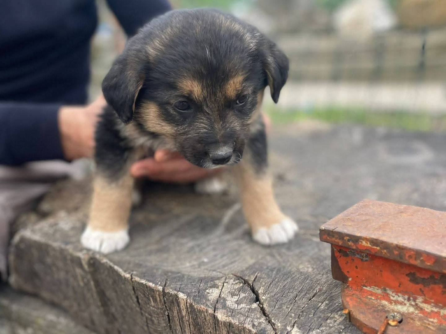 Vuoi adottare un cane a Frosinone?