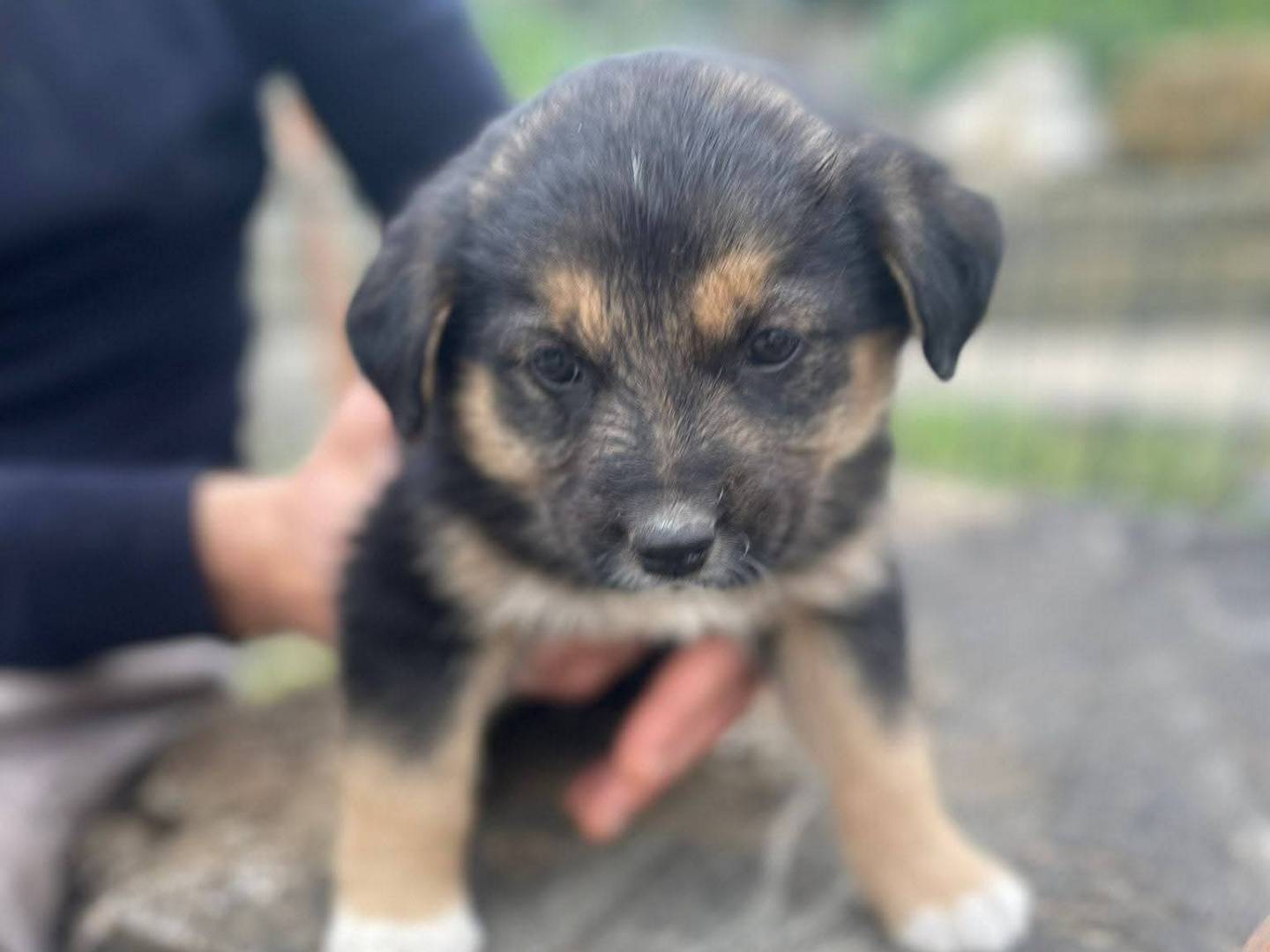 Adotta il cane Cesarino a Frosinone