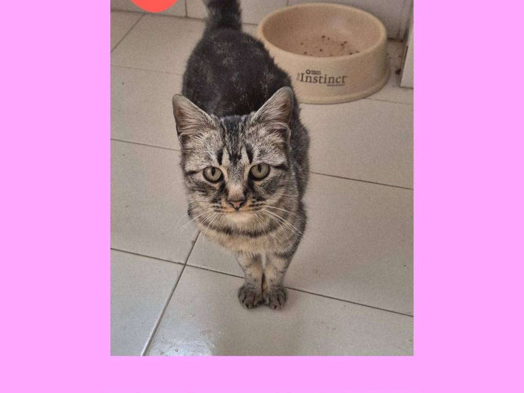 Adozione gatto, femmina, Razza sconosciuta Razza sconosciuta, 3 mesi, taglia non valida, Potenza