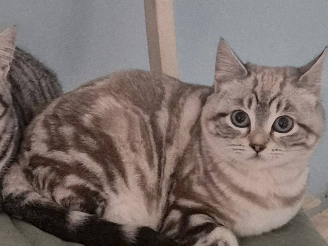 Adotta un gatto, femmina, 6 mesi, Potenza