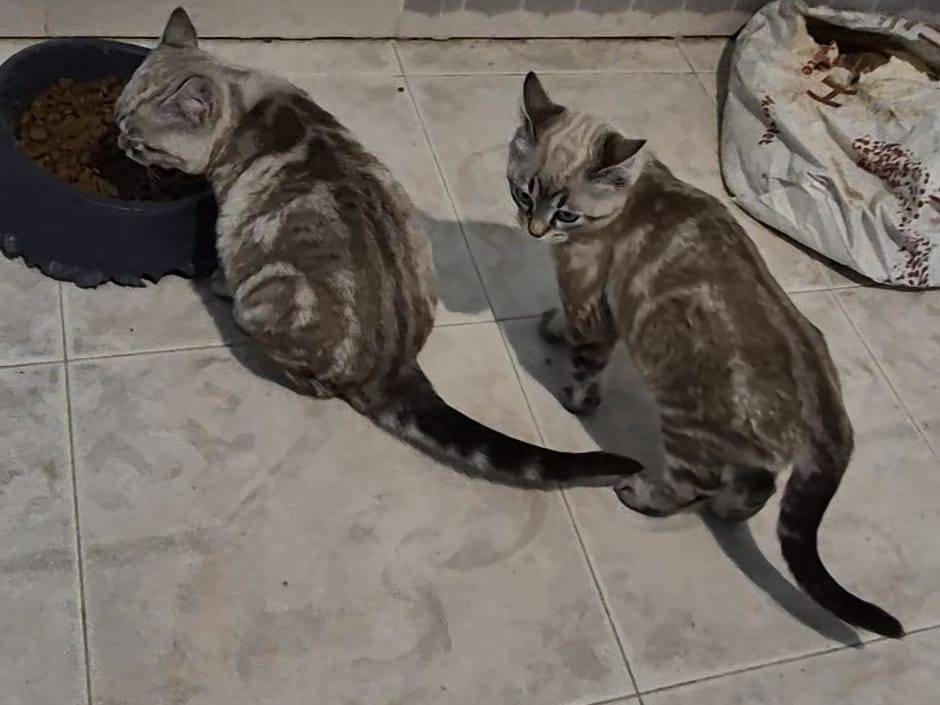 Adotta un gatto, taglia non valida, femmina, Potenza