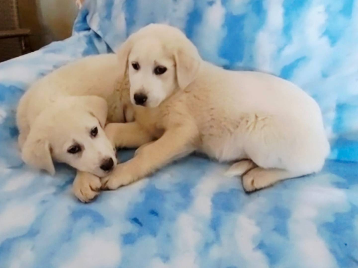 Adozione cane, femmina, Razza sconosciuta Razza sconosciuta, 4 mesi, taglia grande, Potenza