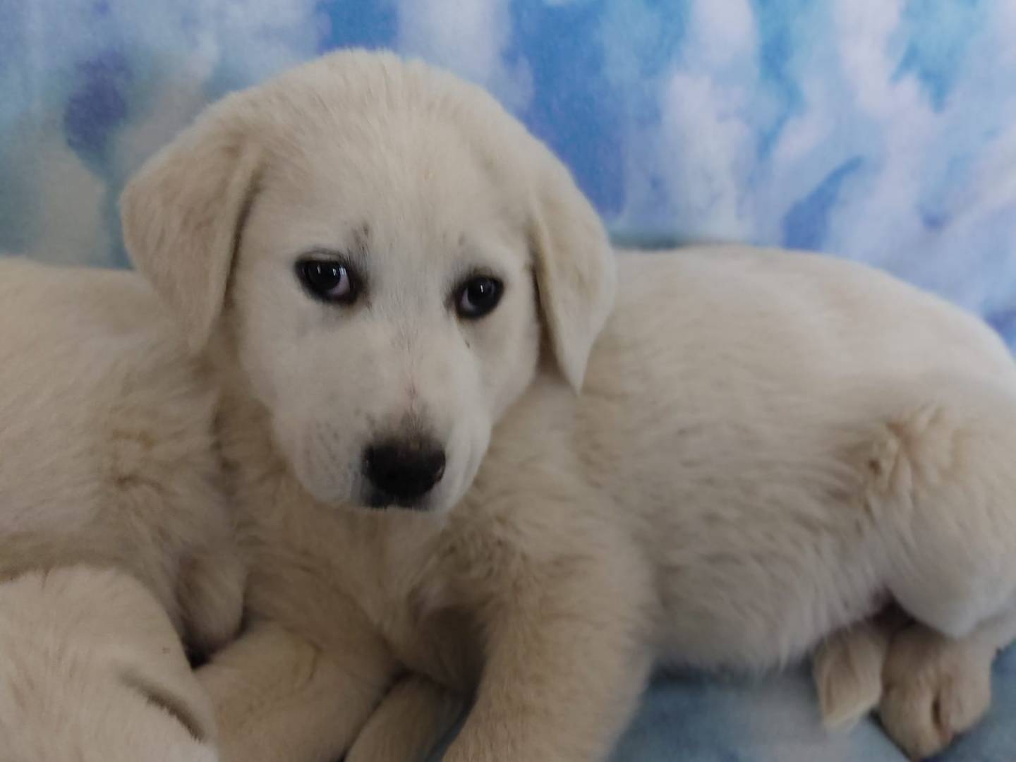 Adotta un cane, femmina, 4 mesi, Potenza