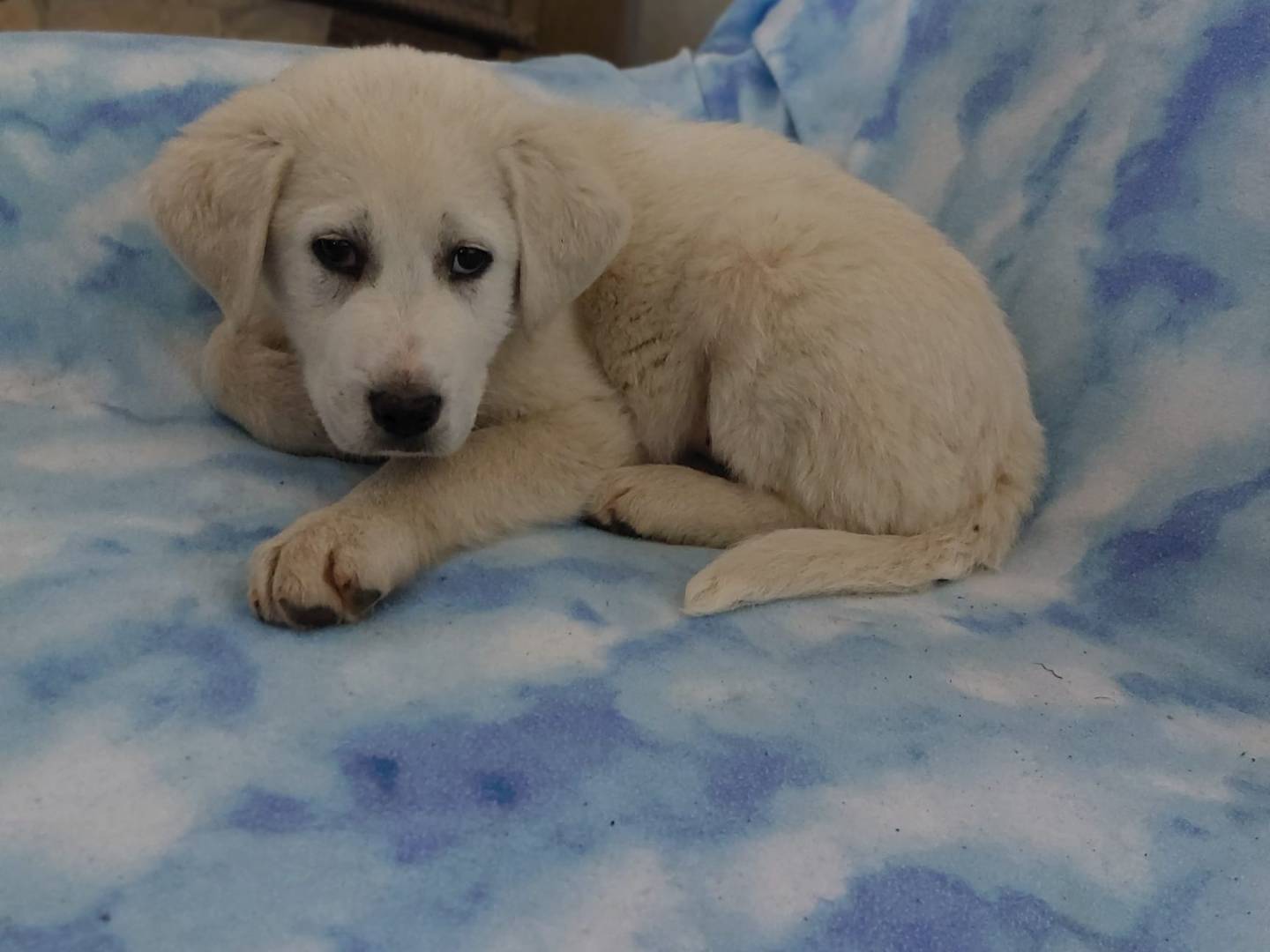 Adotta un cane, taglia grande, femmina, Potenza