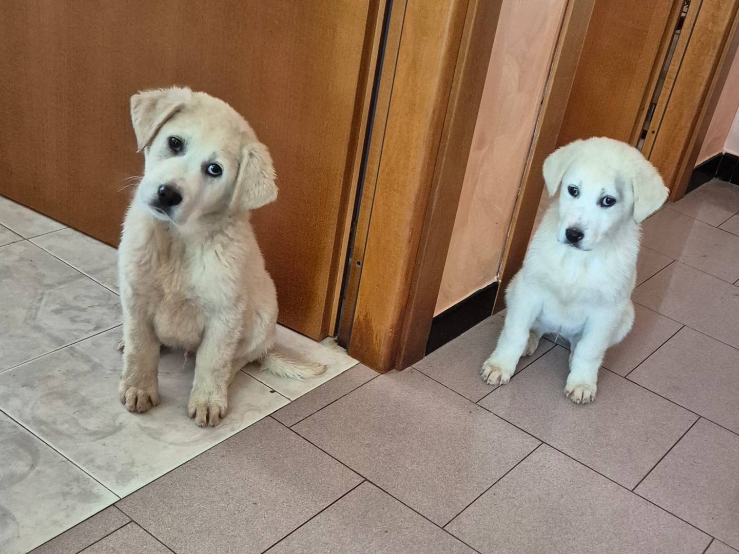 Vuoi adottare un cane a Potenza?