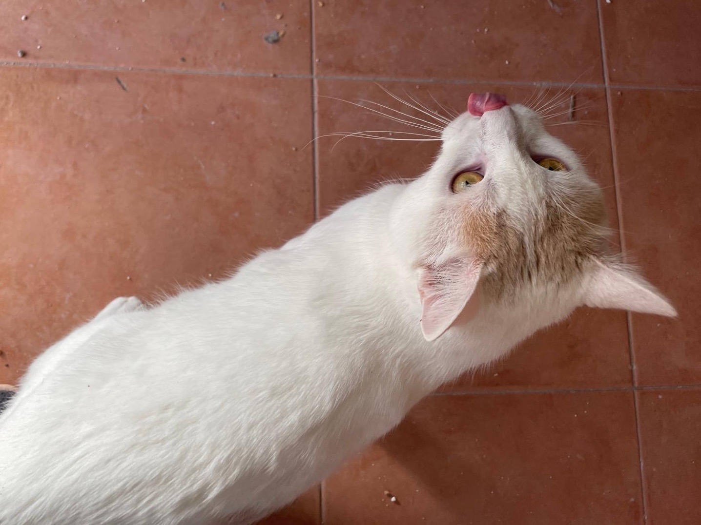 Adotta un gatto, taglia non valida, maschio, Catania