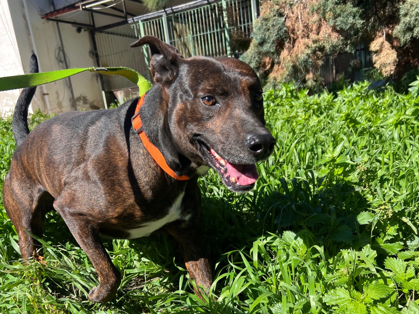 Adozione cane, maschio, Razza sconosciuta Razza sconosciuta, 3 anni e 7 mesi, taglia media, Messina