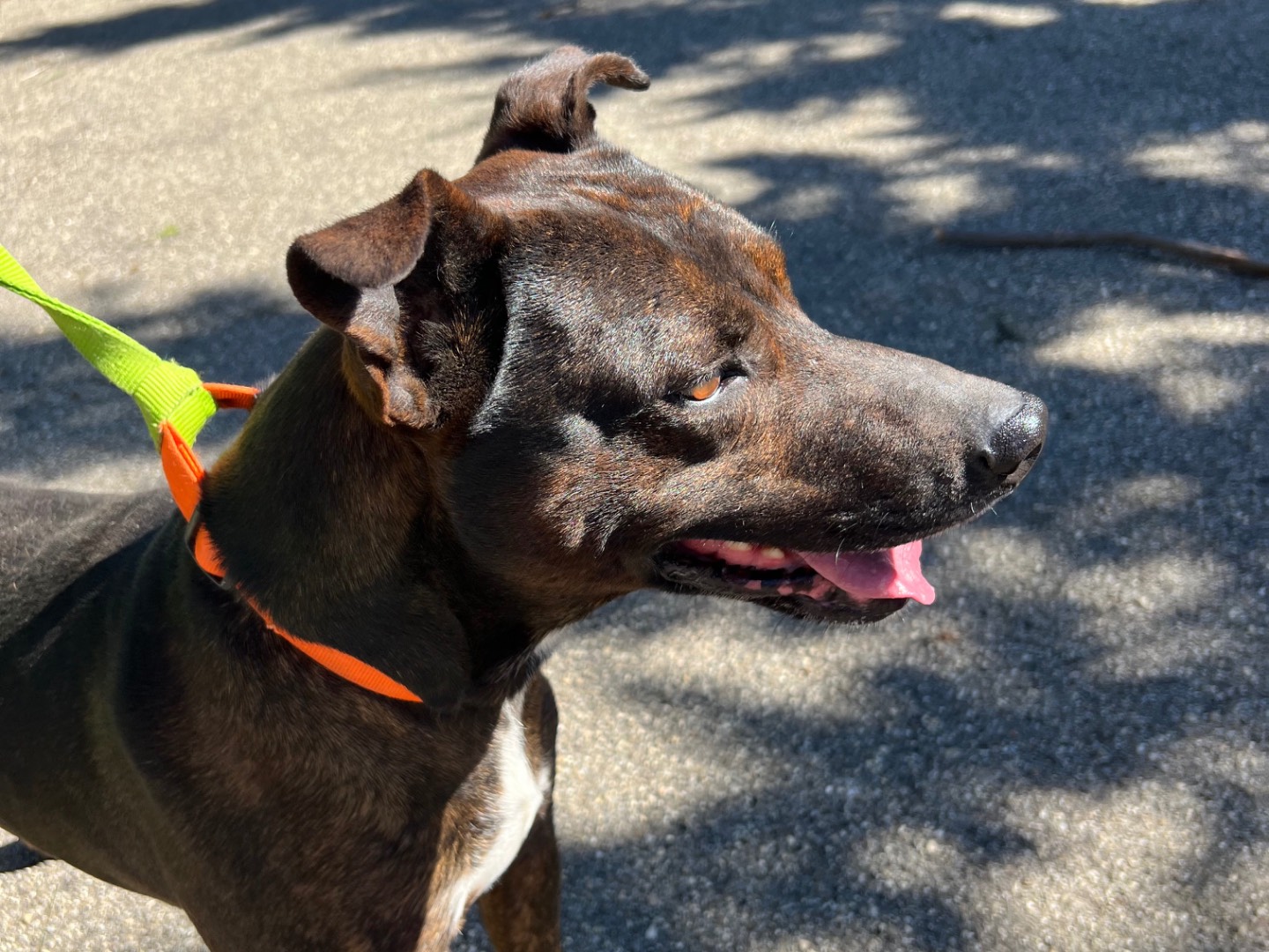 Adotta un cane, maschio, 3 anni e 7 mesi, Messina