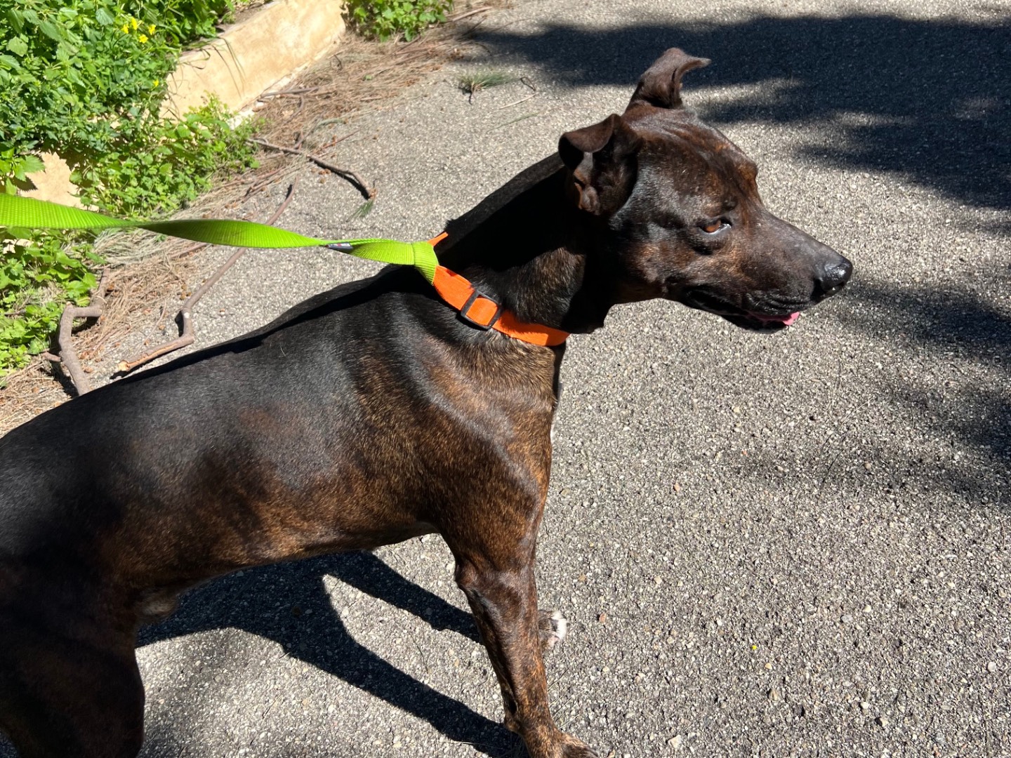 Adotta un cane, taglia media, maschio, Messina