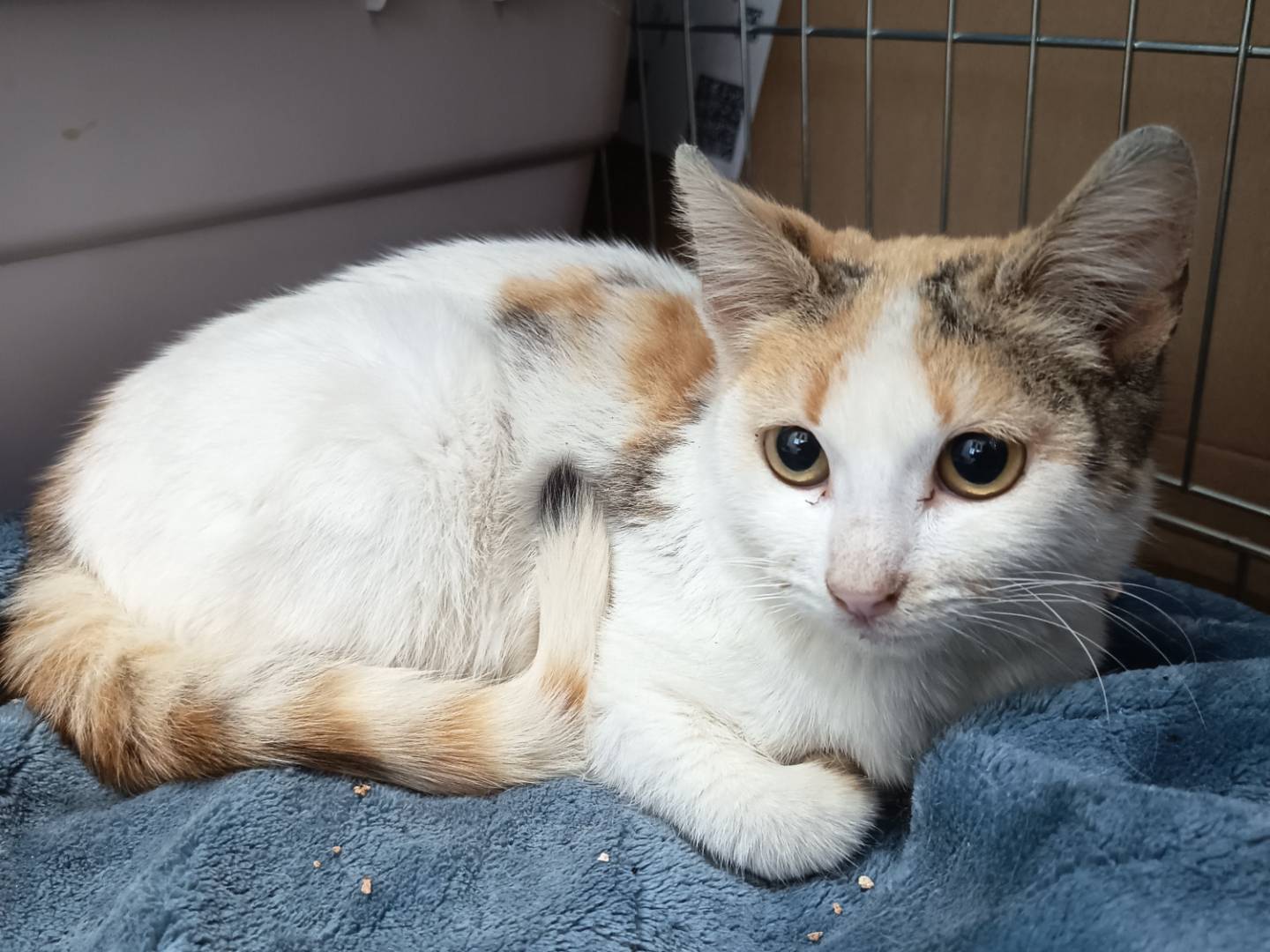 Adozione gatto, femmina, Razza sconosciuta Razza sconosciuta, 4 mesi, taglia non valida, Trapani