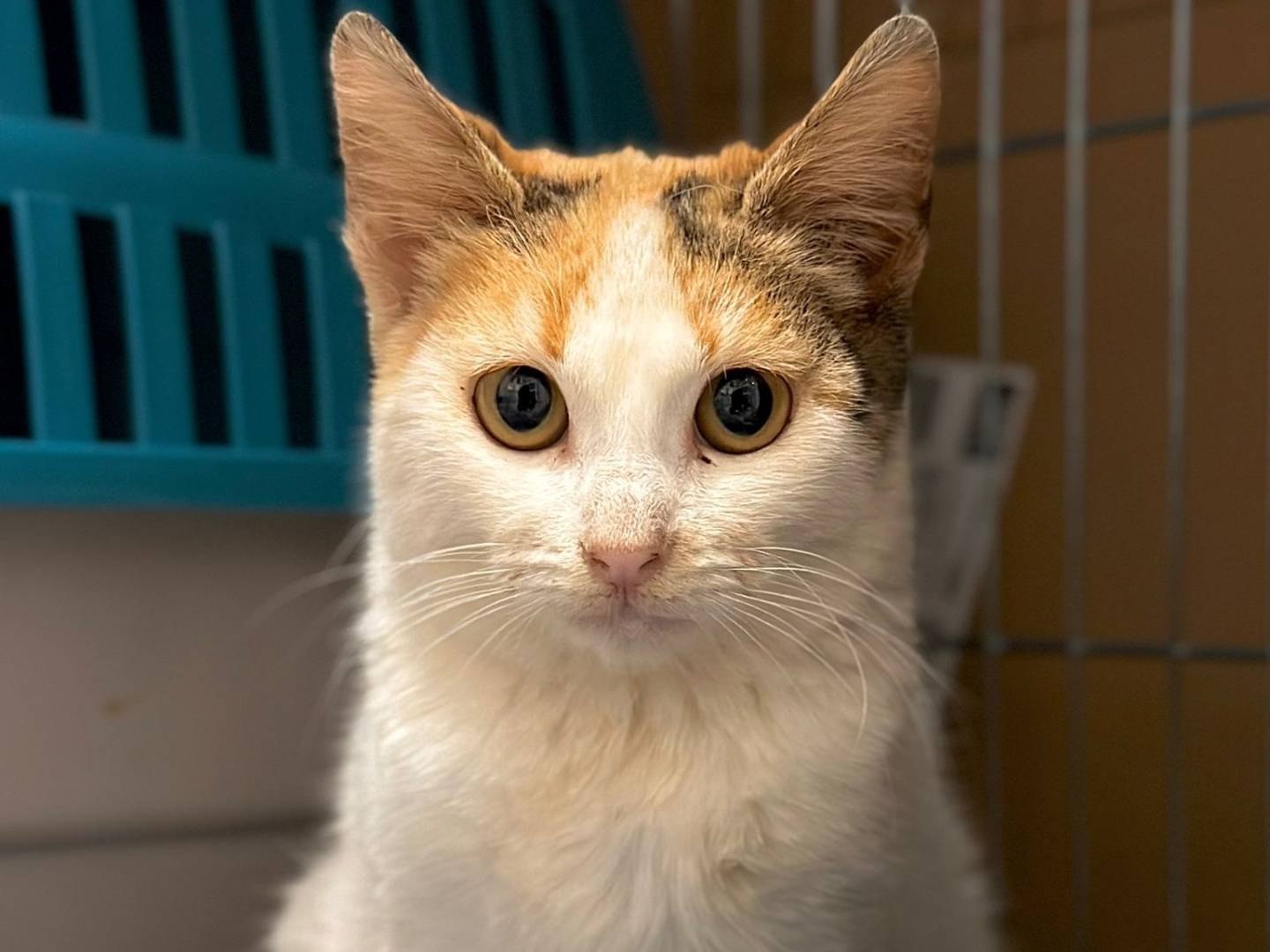 Adotta un gatto, femmina, 4 mesi, Trapani