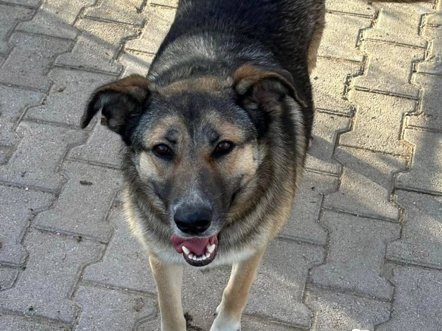 Adozione cane, femmina, Razza sconosciuta Razza sconosciuta, 2 anni e 2 mesi, taglia grande, Torino