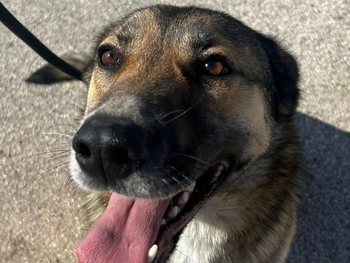 Adotta un cane, femmina, 2 anni e 2 mesi, Torino