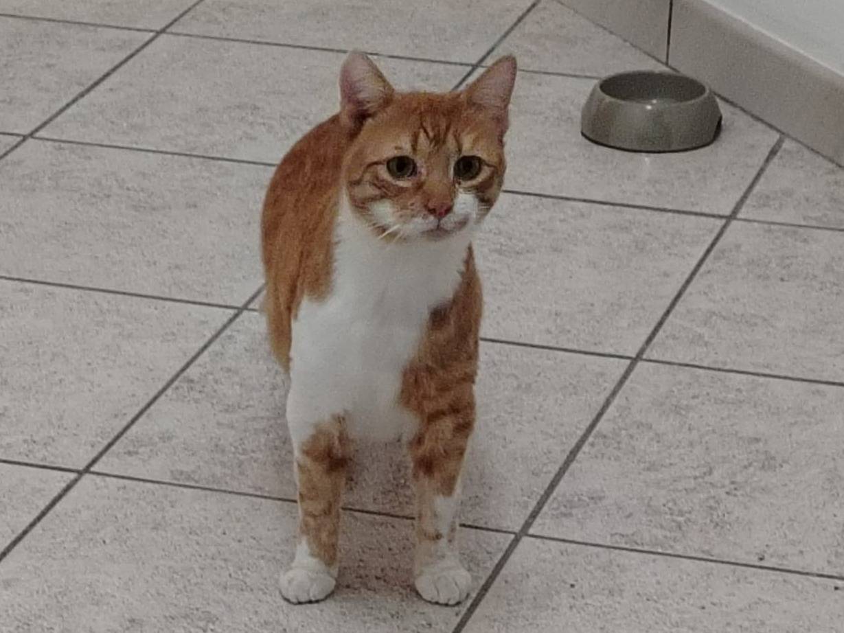 Vuoi adottare un gatto a Torino?