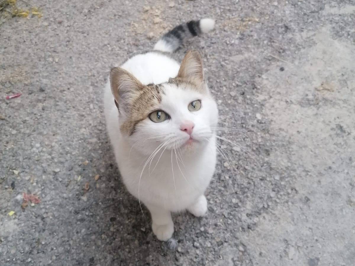 Adozione gatto, femmina, Razza sconosciuta Razza sconosciuta, 1 anno e 3 mesi, taglia non valida, Catania
