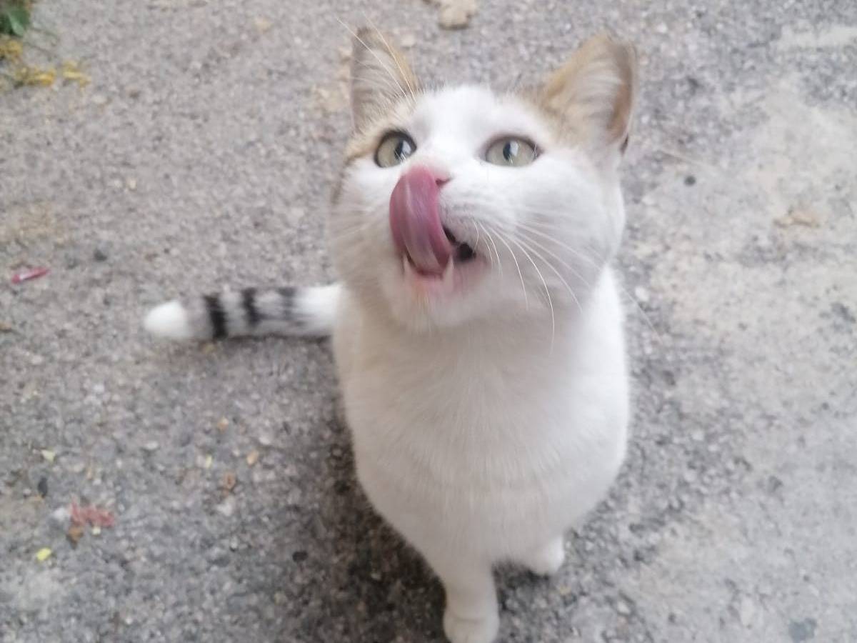 Adotta un gatto, femmina, 1 anno e 3 mesi, Catania