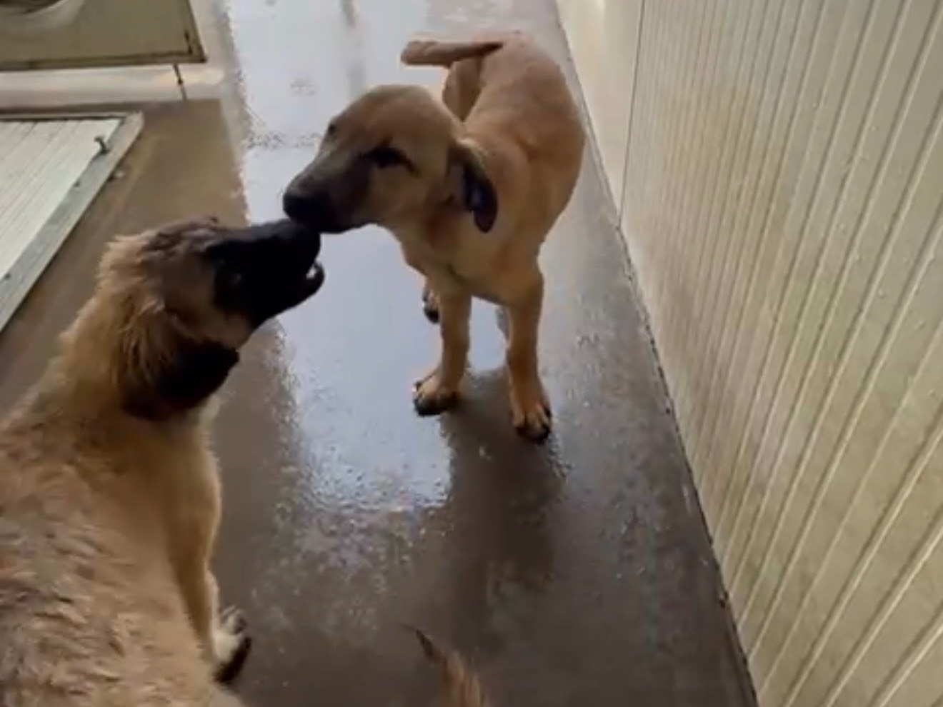 Adozione cane, femmina, Razza sconosciuta Razza sconosciuta, 3 mesi, taglia media contenuta, Latina