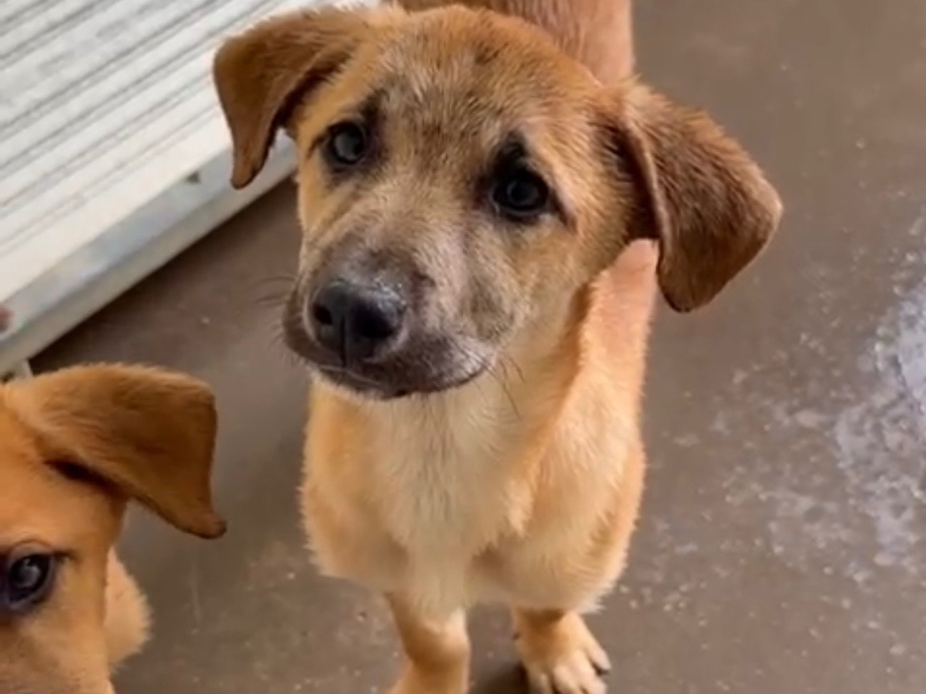 Adotta un cane, femmina, 3 mesi, Latina
